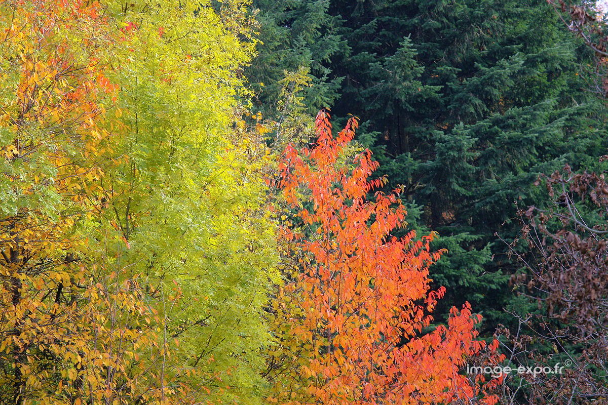 200911automne008aa2.jpg