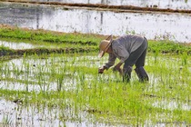 mchiang_mai.jpg